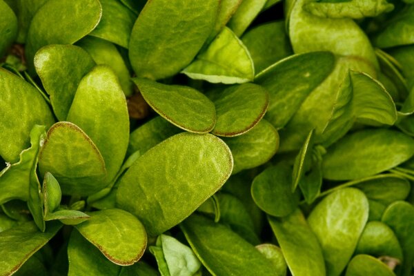 Belle herbe verte juteuse gros plan noir