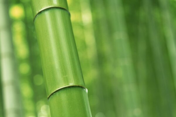 Мечта настоящей панды свежий бамбук