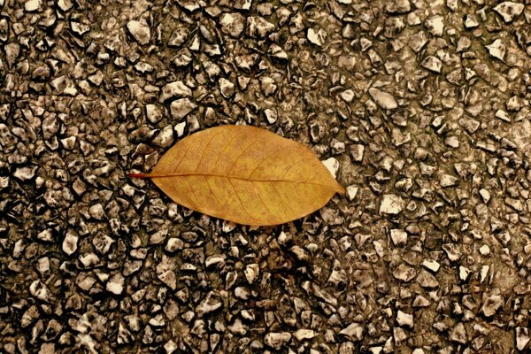 Autumn leaf on asphalt