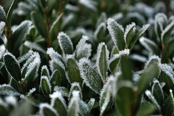 Frost on the frozen grass