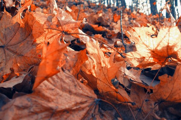 There is a lot of foliage in the forest in autumn