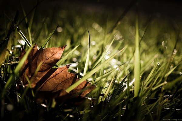 Herbstblatt auf noch grünes Gras fallen lassen