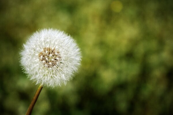 White dandelion in nature