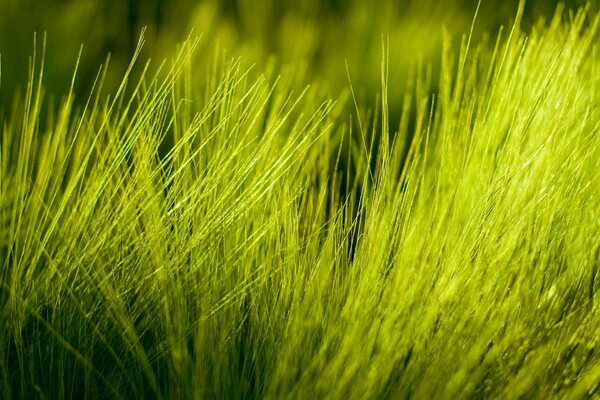 Soffice erba verde dalla natura