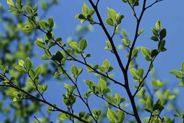 Beau contraste de jeunes feuilles vertes avec un ciel printanier