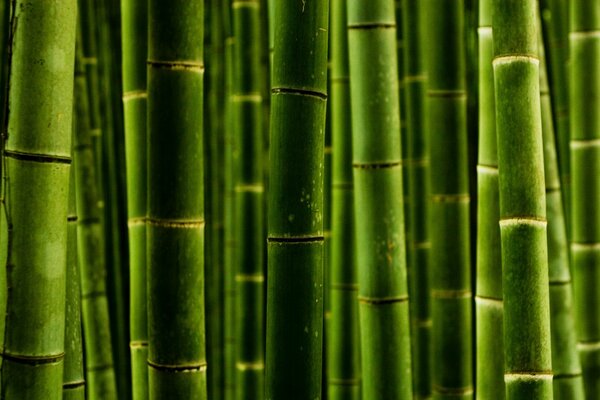 Foto macro di steli di bambù