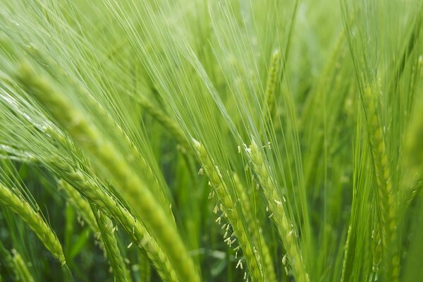 Pflanzen, Gras, Grüns spiegeln sich im Feld