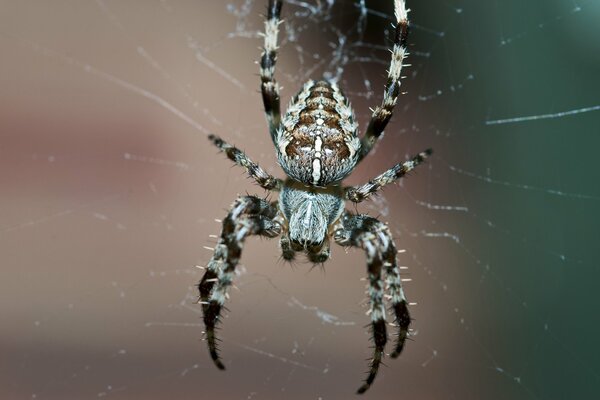 Eine große Spinne webt ein Spinnennetz