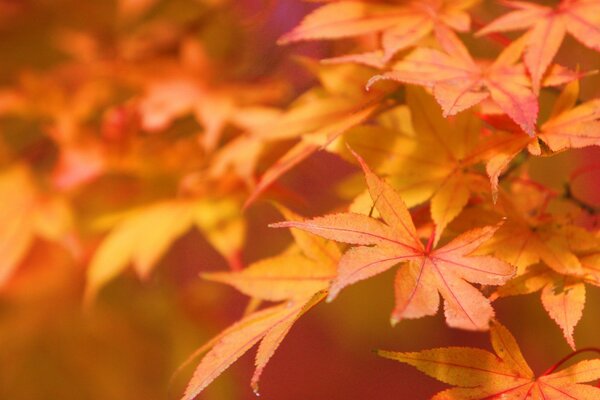 Orangefarbene Herbstblätter am Baum