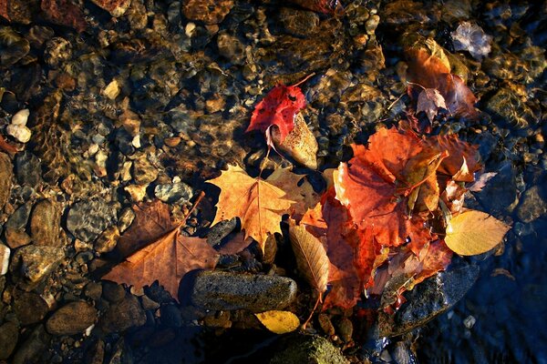 Autumn leaves and stones close-up