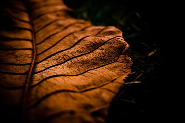 Makro jesienny liść na ciemnym tle