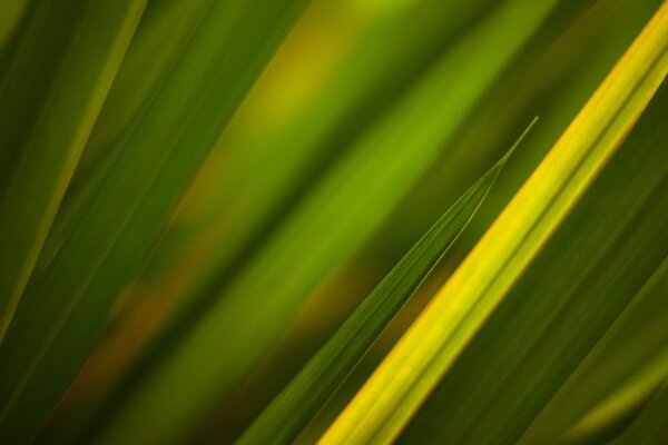 Erba filmata in macro fotografia