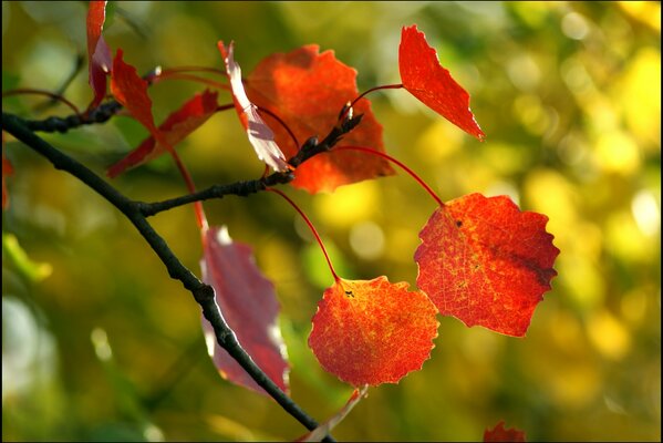 Rote Herbstblätter im Fokus