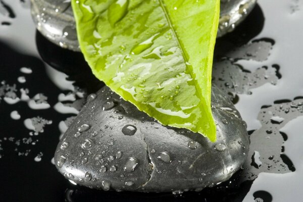 A wet leaf on a stone in the water