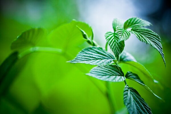 Mint leaves macro shooting