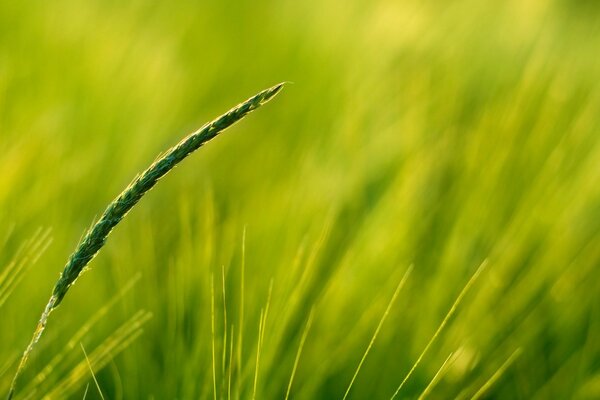 Grüne Ähre in einem gesäteten Feld