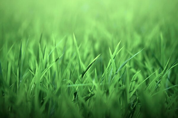 Foglie di erba verde. Foto della natura