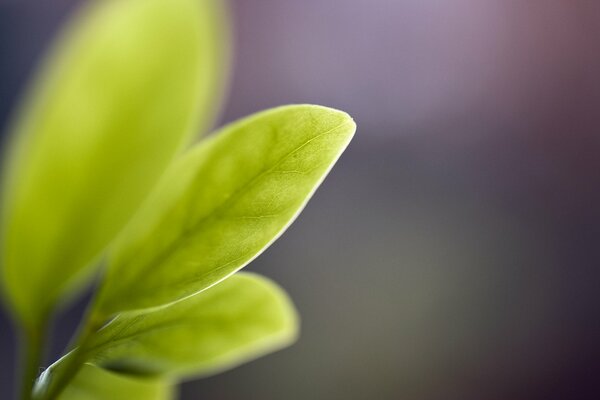 Green leaf with veins