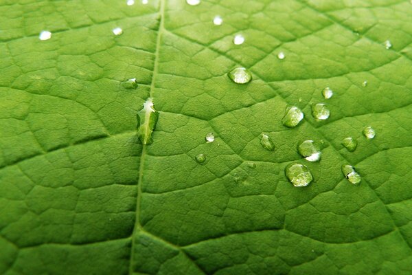 Gouttes de rosée sur une feuille verte