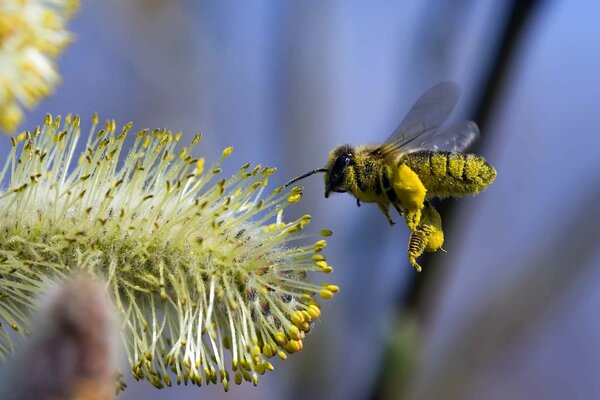 A bee in pollen flies up to the flower