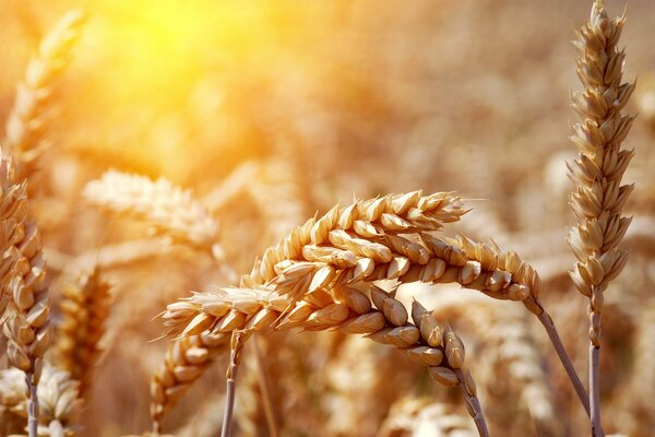 Campo di grano Macro spighe