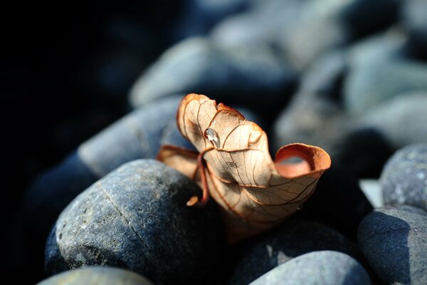 The beauty of a leaf on macro stones