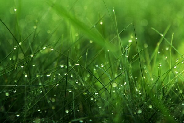 Dew drops on the green grass