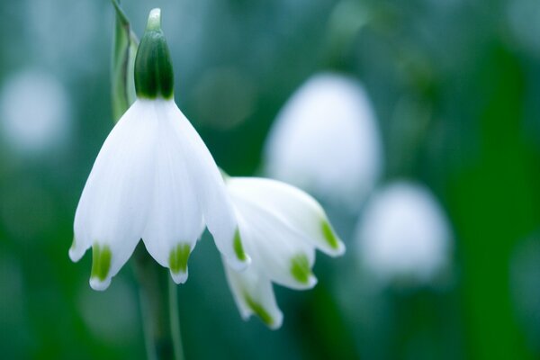 Perce-neige douce blanche sur fond vert