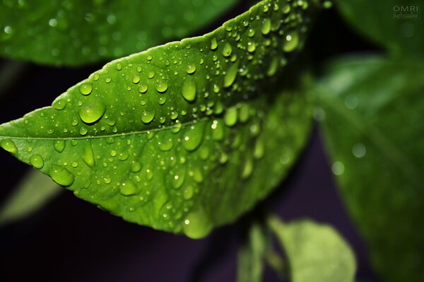 Gocce di rugiada su una foglia verde