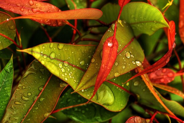 Autumn leaves in raindrops