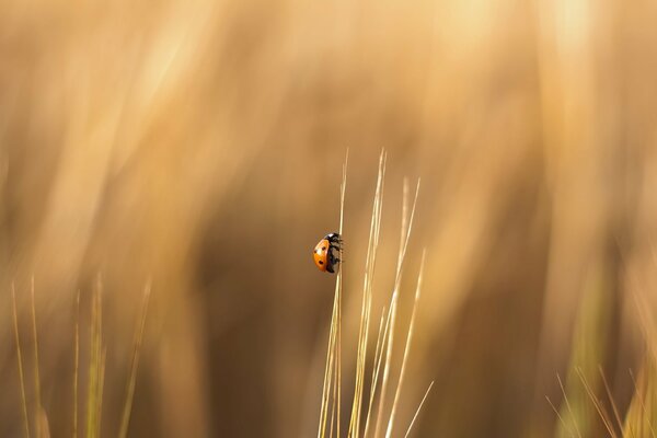 Ladybug crawling up the grass