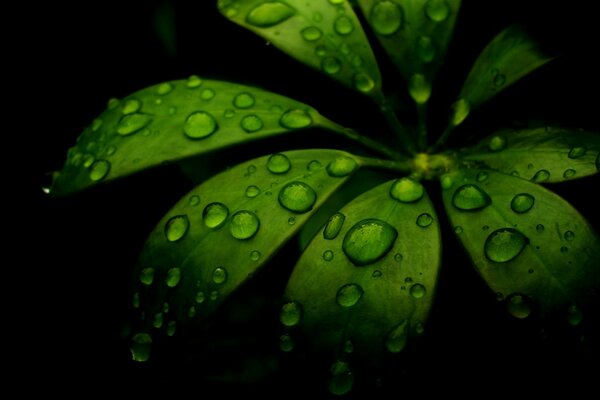 Dew drops on leaves, on a black background