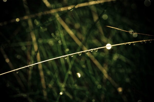 Macro photo of drops on the stem of the plant