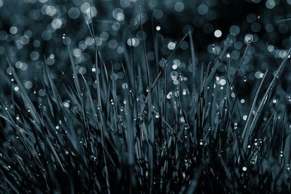 Dew drops at night under the moon