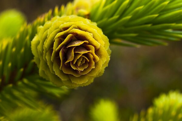 A tree with needles and a flower