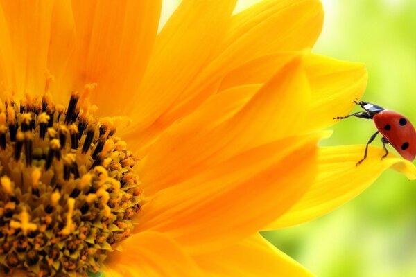 Gelbe Sonnenblume Nahaufnahme schießen