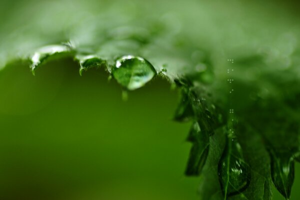 A dewdrop on the edge of a green leaf