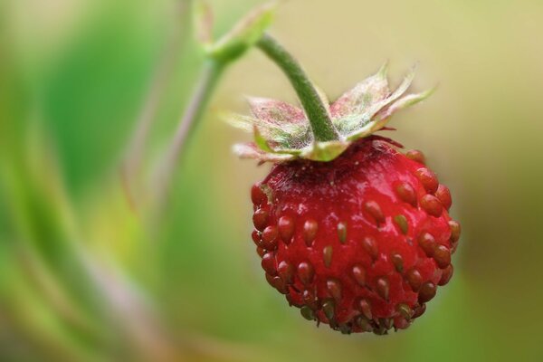 Makro fotografowanie truskawki na gałęzi