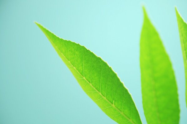 Imagen macro de hojas verdes