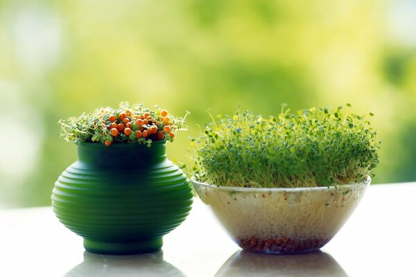 Two pots with plant sprouts