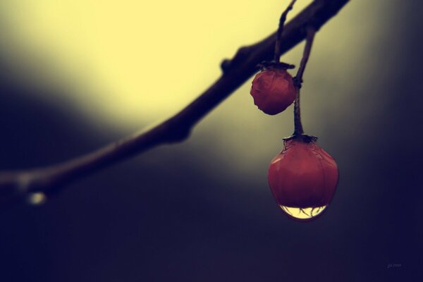 Macro gotas en la oscuridad