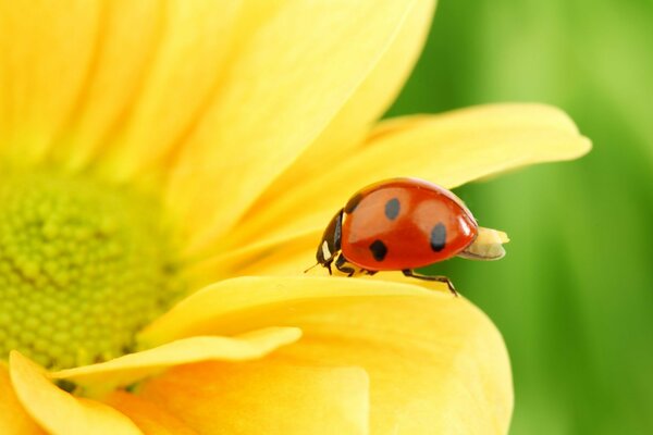 Macro disparo de la mariquita de yuoga en un girasol