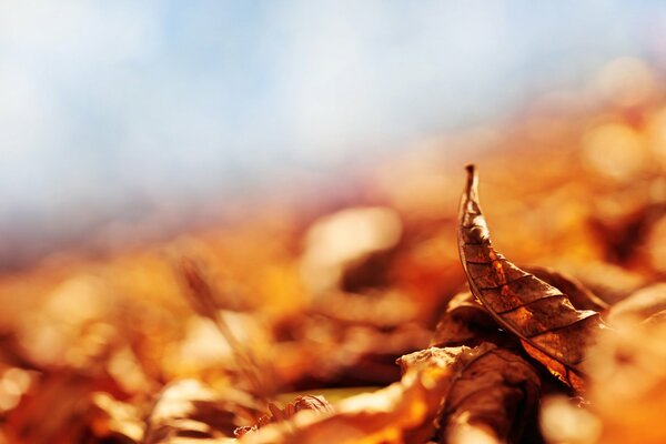 Feuilles jaunes sur le sol