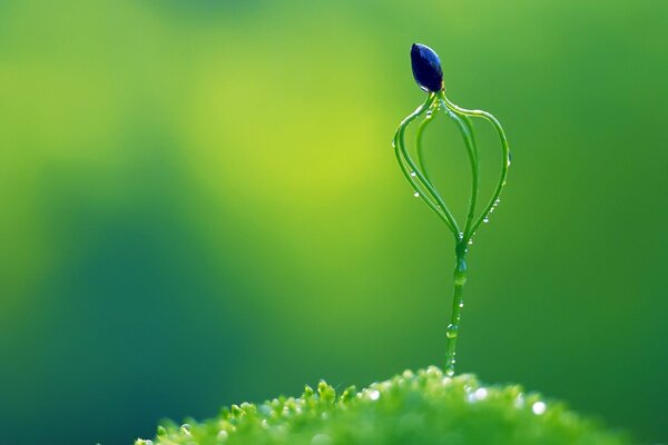 Sprout with dew drops on a green background close-up