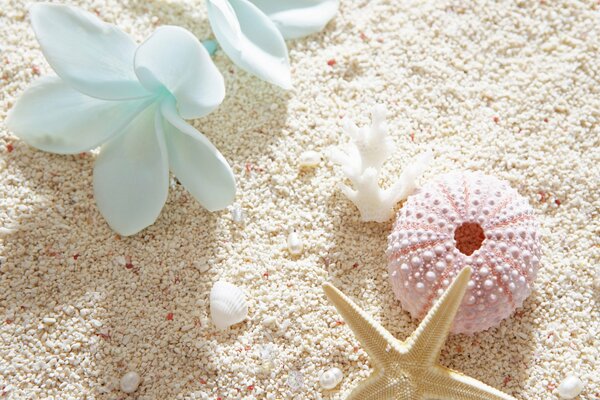 Ein Seestern und eine Blume liegen auf einem schönen Sand