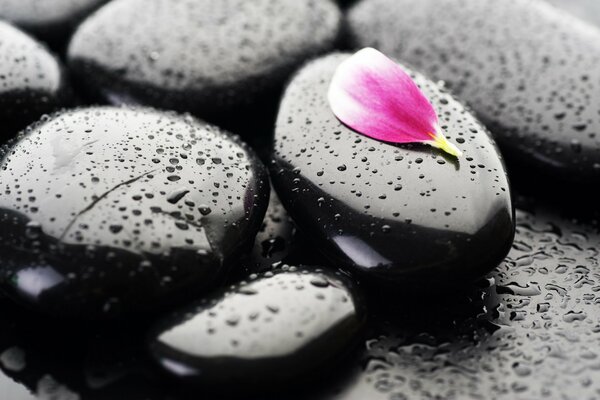 Pink petal on black stones