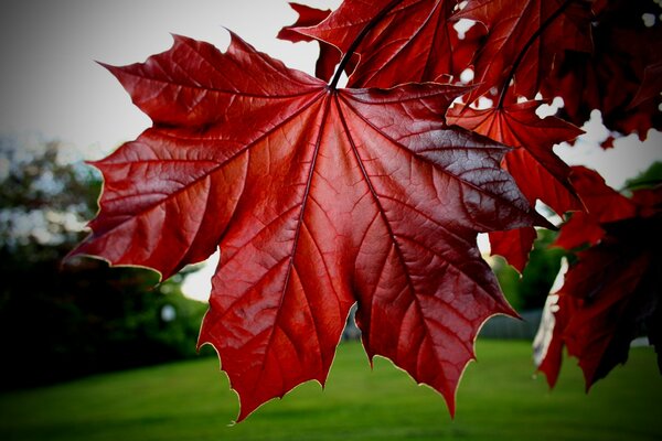 Red maple leaves on a tree