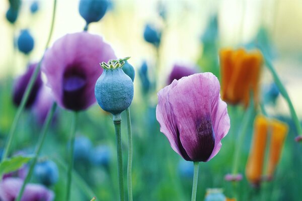 Poppies blooming on the field