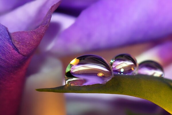 Morning dew on flowers