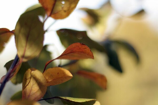 Photos of autumn leaves at close range